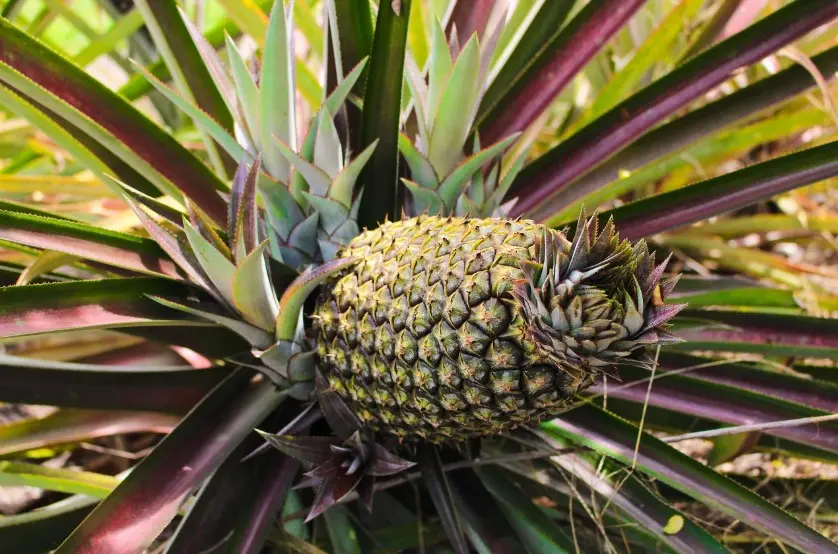 Путеводитель по Бразилии: что посмотреть и главные достопримечательности — что попробовать в Бразилии и что привезти домой, популярные блюда и гастрономические сувениры