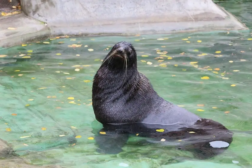 Тюлень в Московском зоопарке — одно из лучших развлечений для детей в Москве