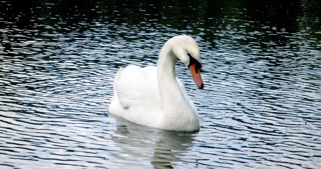 Патриаршие пруды — одно из самых приятных бесплатных развлечений в Москве