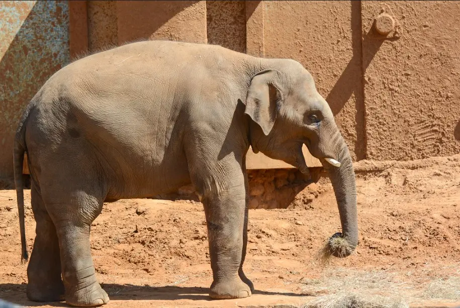 Слон в Московском зоопарке — одно из лучших развлечений для детей в Москве