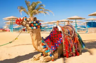 Верблюд на пляже Красного моря в солнечный день на побережье Египта — символ тёплого сезона для тех, кто выбирает, когда лучше ехать в Египет.