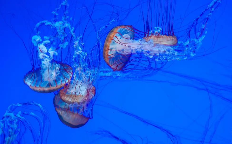 Медузы в тёплом Красном море в сезон их массового появления.