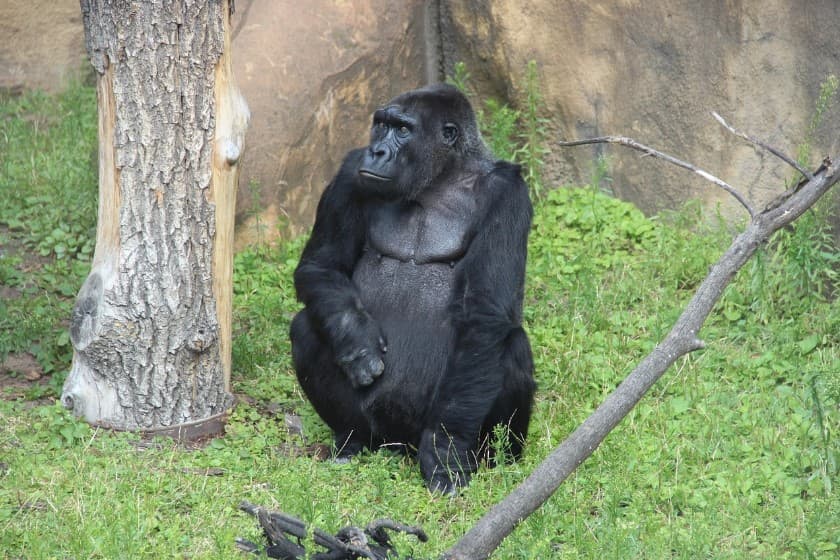 Достопримечательности Москвы: что посмотреть и где погулять — Московский зоопарк, горилла