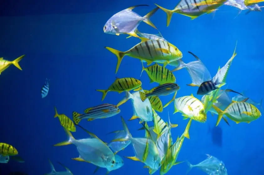 Достопримечательности Москвы: что посмотреть и где погулять — Москвариум, центр океанографии и морской биологии