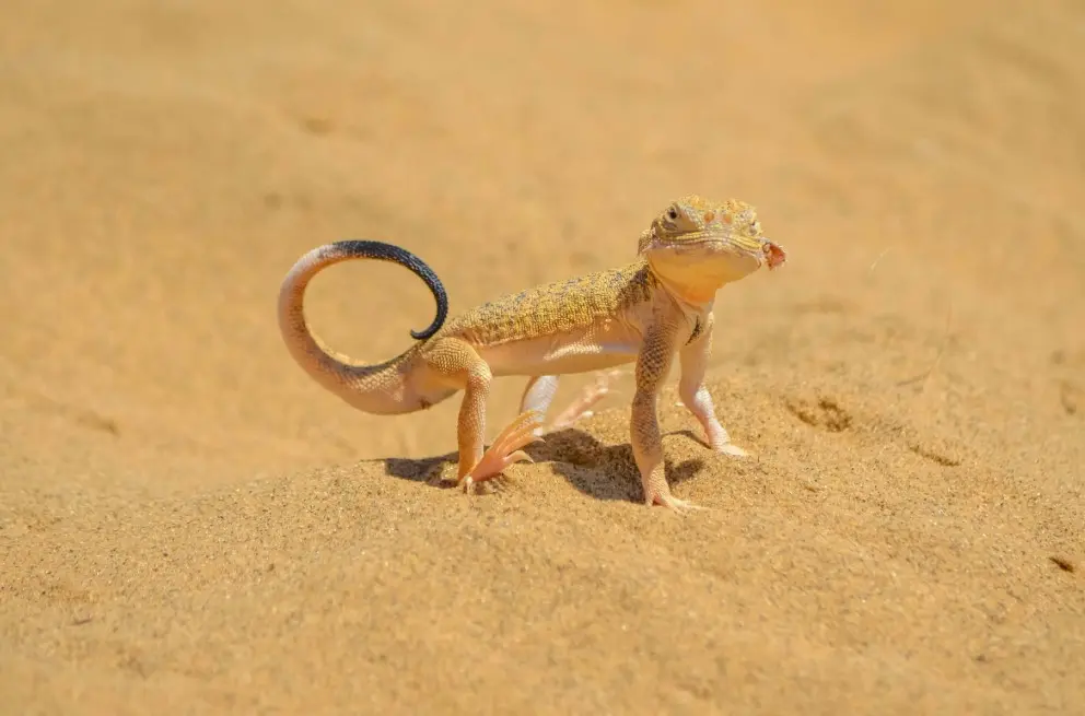 Готовый туристический маршрут по Дагестану: ящерица в песчаных ландшафтах горного Дагестана