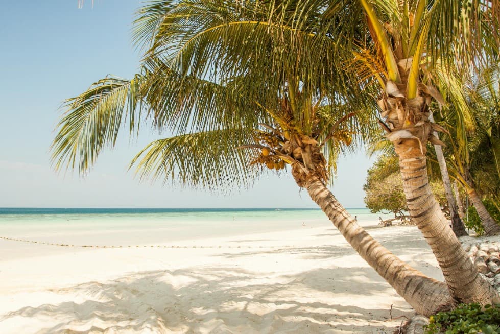 Горящий тур: что это такое, где искать и как купить выгодно — пляж с пальмами и белым песком