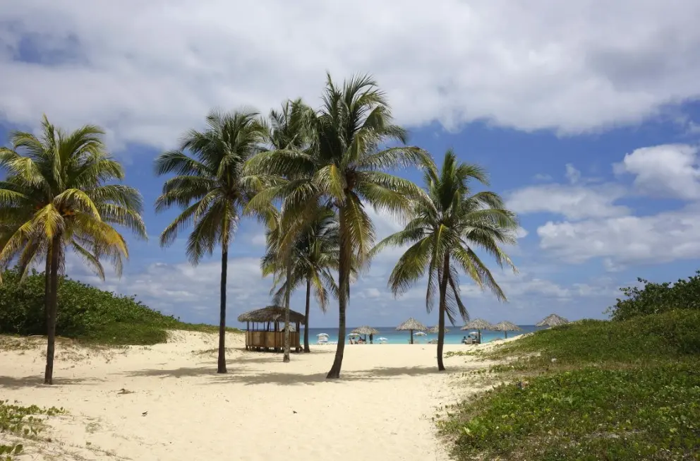 Как не переплатить за тур — пальмы на песчаном пляже у моря в солнечный день