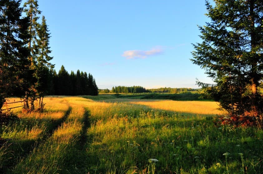 Необычные экскурсии по России: без музеев, больше впечатлений — солнечная лесная поляна и тропинка среди елей