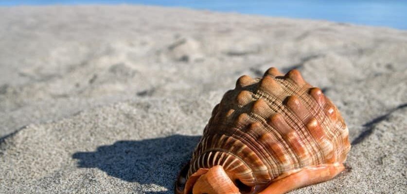 Топ-10 лучших агрегаторов для поиска туров: какие есть сервисы — ракушка на песке у моря