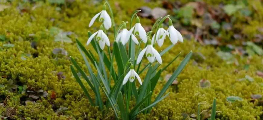 Топ-5 экскурсий весной для любителей природы — первые цветы, свежая зелень и прогулки по экотропам.