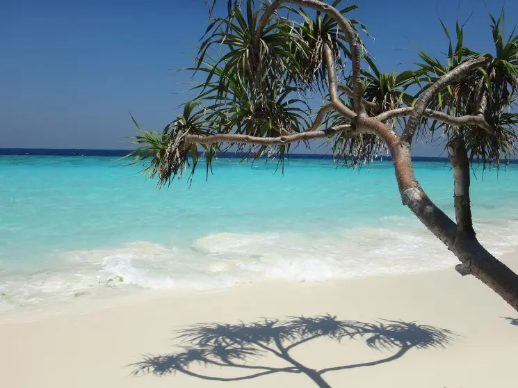 Туры со спецпредложениями: «фортуна», «рулетка», промо — что выбрать: белый песчаный пляж с бирюзовым морем и деревом у воды